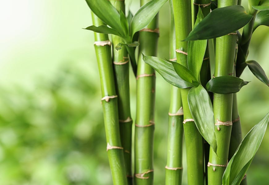 Perchè la Farmacia Molina sceglie i tessuti di bamboo?